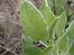 Image result for Indigofera ischnoclada