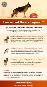 'at the same time, we. How To Feed German Shepherd German Shepherd Pure German Shepherd Buy German Shepherd