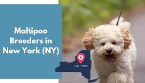 Family owned we raise maltese hybrids including: 14 Maltipoo Breeders In New York Ny Maltipoo Puppies For Sale Animalfate