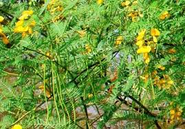 Image result for Sesbania sesban