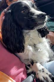 El Paso area Lost and Found Animals