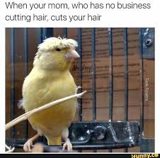 Bird With Crazy Hair Meme Pin On Mommyhood