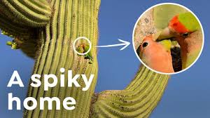 Local audubon societies all have regularly scheduled trips to many parts of the state as well as get in the habit of keeping a list of the birds you see. How This African Parrot Ended Up In A Cactus In Arizona Youtube