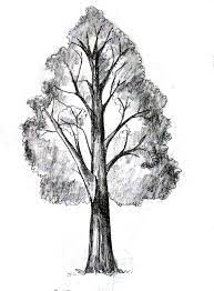 How to draw and shading bushes and trees with very easy pencil strokes || simple method pencil arttools:1=drawing sheet 150 gsm2=steadtler pencil 3b and 6bfo. How To Draw A Tree Happy Family Art