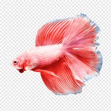 Betta are best as solitary fish, but in addition, a goldfish and a betta's needs are different including type of food, and the temperature of their water. Siamese Fighting Fish Goldfish Aquarium Fish Feed Eating Fish Food Animals Eating Png Pngwing