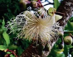 Image result for Barringtonia