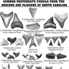 fossil identification sheets new york maryland virginia