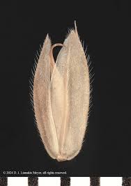 Image result for Holcus