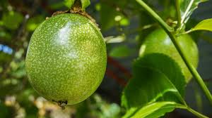 Alibaba.com brings you the most nutritious the. Passion Fruit How To Eat It And What It Tastes Like
