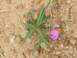 Image result for Afrohybanthus enneaspermus