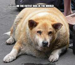 Maybe you would like to learn more about one of these? Funniest Fat Dog Memes