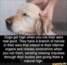 Pin By Kiki Killuminati On Fun Facts Dogs Fun Facts Funny Memes