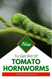 The eggs of this pest are each about ½ the diameter of a pinhead. Simple Ways To Get Rid Of Tomato Hornworms Life Is Just Ducky