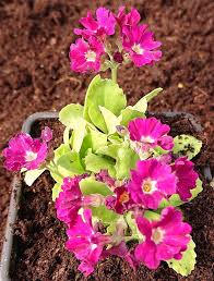 Image result for Primula x pubescens