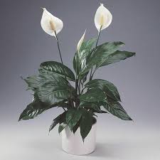 This ornamental plant has flowers and leaves that are poisonous to dogs. 34 Poisonous Houseplants For Dogs And Cats Spathiphyllum Peace Lily Plant Peace Lily