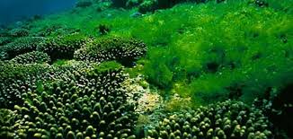 بحث عن الطحالب موضوع
