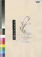 Image result for Phyllanthus parvulus