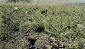 În plus, oarba de mureş poate fi şi o provocare. Eveniment Important La ConstanÈ›a ConferinÈ›a BÄƒtÄƒlia De La Oarba De MureÈ™ Cuget Liber