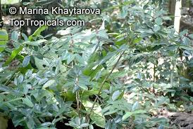 Image result for Memecylon sp. C