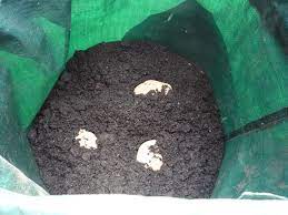 How To Grow Potatoes In Containers Gardenfocused Co Uk