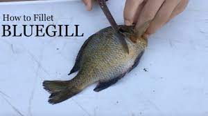 Lay in the coals and turn after a 10 minutes. How To Fillet A Bluegill Simple Instructions With Demonstration Youtube