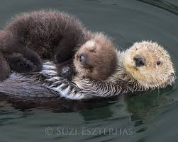 Baby Sea Otter And Mom Photo Print Animal Nursery Decor Mom Animalphotos Baby Animal Nursery Art Cute Baby Animals Baby Animal Nursery
