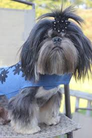 Shih Tzu Chihuahua Mix Black And Brown Black And Tan Dobie Marked Shih Tzu Shih Tzu Black And Tan Dog Pictures