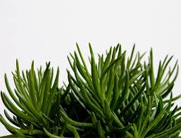 Image result for Senecio barbertonicus