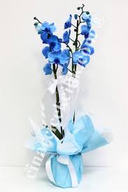 Mavi Orkide Blue Orkide Orkide Fiyati Cicek Orkideler Cicekciler