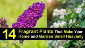 Check spelling or type a new query. 14 Fragrant Plants That Make Your Home And Garden Smell Heavenly