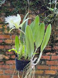 Image result for Vahlia digyna