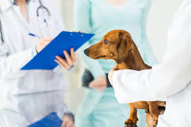 We did not find results for: Leptospirosis Vaccine Reaction In Dachshunds Is It Really That Risky