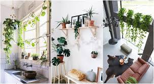 Check spelling or type a new query. Plantes Retombantes Interieur 12 Varietes A Choisir
