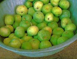 Image result for Lagenaria siceraria