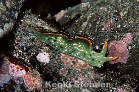 Image result for Isoglossa membranacea