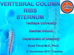 12 pairs of ribs • 7 true ribs • 5 false ribs (including 2 floating ribs) •. Ppt Vertebral Column Ribs Sternum Powerpoint Presentation Free Download Id 2636673