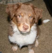 Kimmie is a 7 month old australian shepherd/blue heeler mix. Texas Heeler Dog Breed Information And Pictures