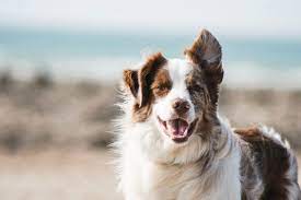 Your Ultimate Guide To The Border Collie Aussie Mix Your Dog Advisor