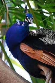 Peacock Hayvan Kus Tavus Kusu