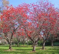 Image result for Erythrina zeyheri