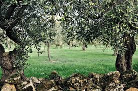 Maybe you would like to learn more about one of these? Olio Valmore Sicily Extra Virgin Olive Oil Nocellara Del Belice