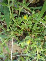 Image result for Grangea maderaspatana