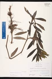 Image result for Hygrophila cataractae