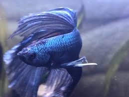 „ich bitte um verzeihung, sagte er. Betta Fish Missing Scale Or Ich More Info In Comments Betta Fish Betta Fish