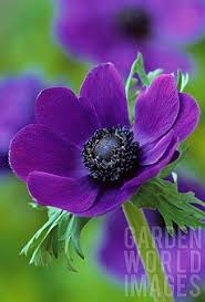 Anemone Coronaria Anemone Idees De Jardin Fleur Belles Fleurs Fleurs Bleues