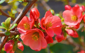 spring flowering quince hd wallpaper