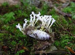 Image result for Ipomoea tenuipes