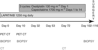 Molecular effects of Lapatinib in the treatment of HER2 overexpressing  oesophago-gastric adenocarcinoma