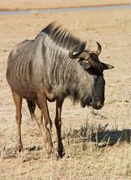 The thick fur of galagos comes in. Wildebeest The Large Plains Of East Africa Are Typical Of The Wildebeest Whose Appearance Is Somewhat Differe African Antelope Africa Animals African Wildlife