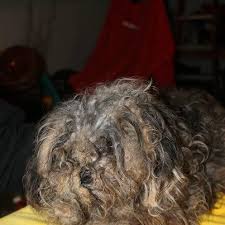 Amish puppy mills are thriving today thanks to large puppy broker websites that sell puppies. The Puppy Mill Project Amish Puppy Mills